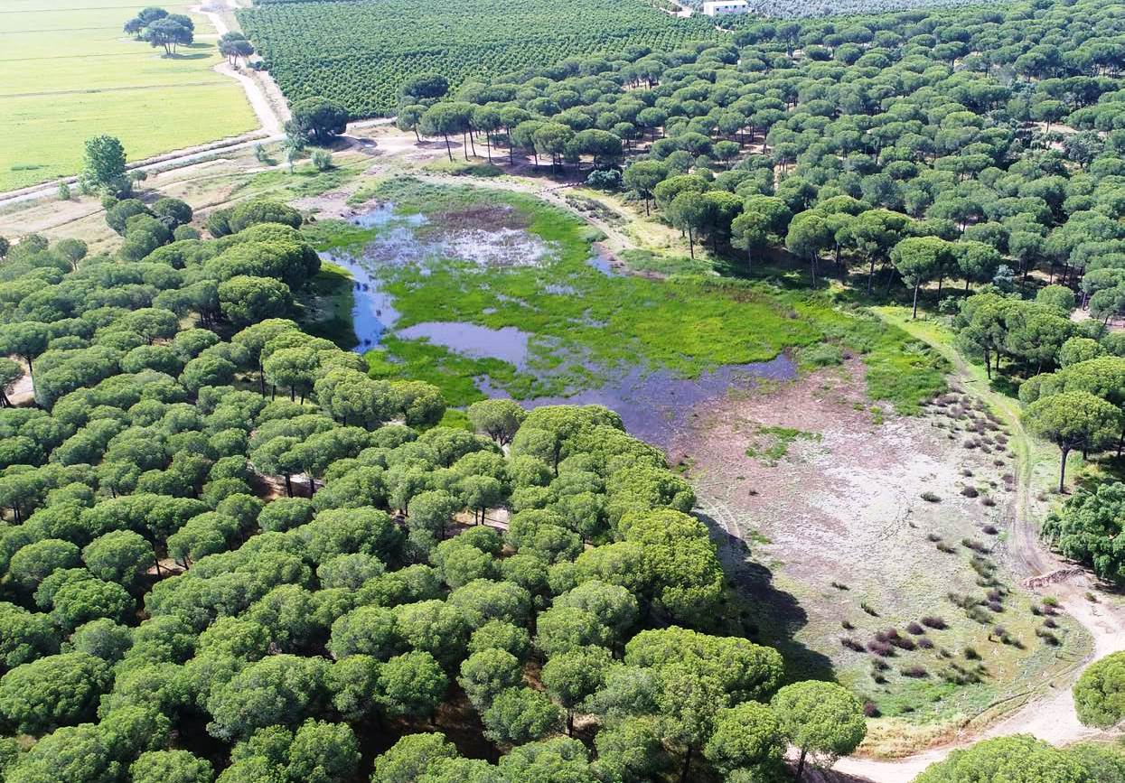 Doñana y Cambio Climático
